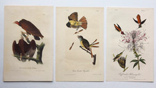 Original antique audubon for sale  Littleton