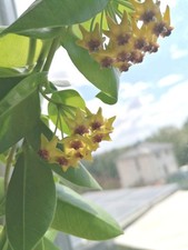 Hoya densifolia kleine gebraucht kaufen  Neukirchen