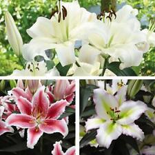 Lily giant flowered for sale  IPSWICH