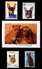 Miniature pinscher min for sale  UK