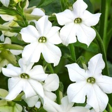 Nicotiana affinis tobacco for sale  ST. LEONARDS-ON-SEA