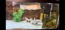 Large silver arowana for sale  Brewster