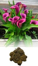 Zantedeschia purple heart for sale  ALFRETON