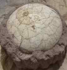Ovo de dinossauro Segnossauro fóssil cristalizado fossilizado Jurassic Cretáceous World# comprar usado  Enviando para Brazil