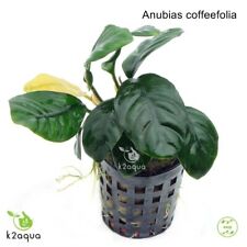 Anubias species live for sale  HOUNSLOW