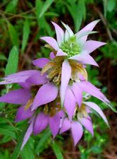 Spotted bee balm for sale  Houston