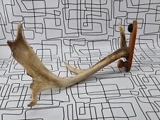 Point stag deer for sale  KING'S LYNN