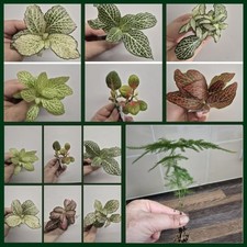 Terrarium plants bundle for sale  LONDON