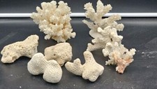 Natural real coral for sale  Ooltewah