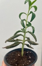 Alligator plant mother for sale  Fort Lauderdale