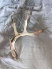 Foraged point mid for sale  Albany