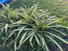 Dwarf pandanus live for sale  Indialantic