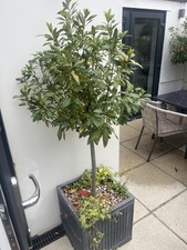 pair bay trees for sale pair bay trees for sale MAIDSTONE
