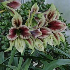 Amaryllis papilio papillo for sale  BIRMINGHAM