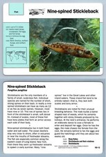 Nine spined stickleback for sale  SLEAFORD