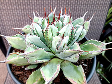Agave potatorum cubic for sale  Mira Loma
