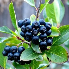 Aronia Czarnoowocowa P9/C1 na sprzedaż  PL
