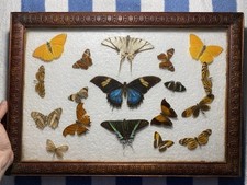 butterfly specimen for sale butterfly specimen for sale Hollywood
