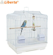 Liberta white siam for sale  CHORLEY