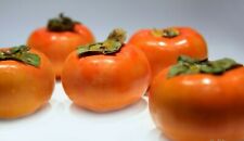Live plant fuyu for sale  Deville