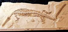 Mesosaurus exklusive fossilien gebraucht kaufen  Hemsbach