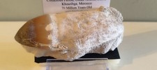Rare cretaceous mosasaur for sale  WALTON ON THE NAZE