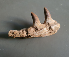 Fragment machoire mosasaure d'occasion  France