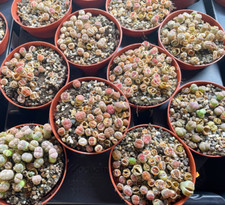 Clearance sales lithops for sale  WALSALL