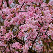 Pot viburnum bodnantense for sale  KING'S LYNN