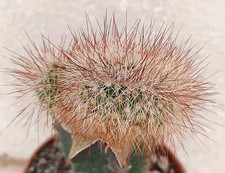 echinocereus usato echinocereus usato Lecce