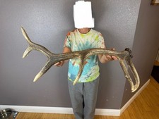 Elk shed antler for sale  Moscow