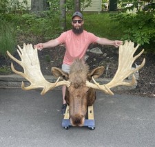 Beautiful vintage moose for sale  Port Matilda