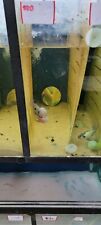 Flowerhorn fish mirrors for sale  Graham