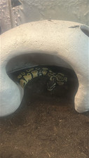 ball python snake for sale  Lockport