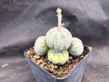 Euphorbia obesa cactus usato  Massafra