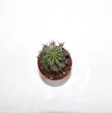 Euphorbia horrida gebraucht kaufen  Heroldsberg
