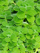 Live vicks plant for sale  Howey in the Hills