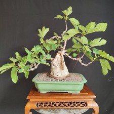 Bonsai esemplare fico usato  San Pancrazio Salentino