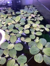 Dwarf water lettuce for sale  MELTON MOWBRAY
