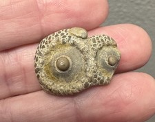 North texas fossil for sale  Denison