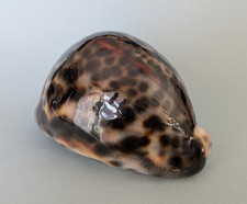 Cypraea tigris gem d'occasion  Nice-