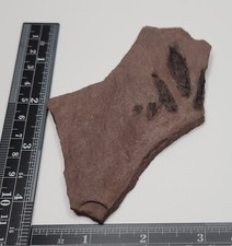 Wonderful late triassic for sale  Middletown