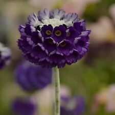 Primula plug plants for sale  LONDON
