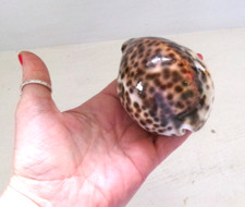 giant shell for sale giant shell for sale SHEPTON MALLET