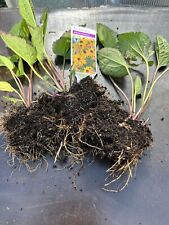 Rudbeckia goldsturm bare for sale  GLOUCESTER