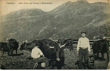 Cantal traite vaches d'occasion  France