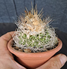 Discocactus araneispinus rare usato  Casatenovo