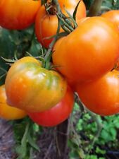 graines tomates d'occasion graines tomates d'occasion Expédié en Belgium