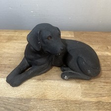 Black labrador dog for sale  ACCRINGTON