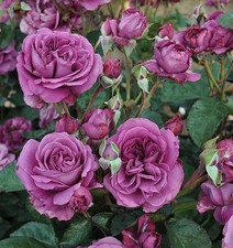 Sunbelt plum perfect for sale  Pelzer